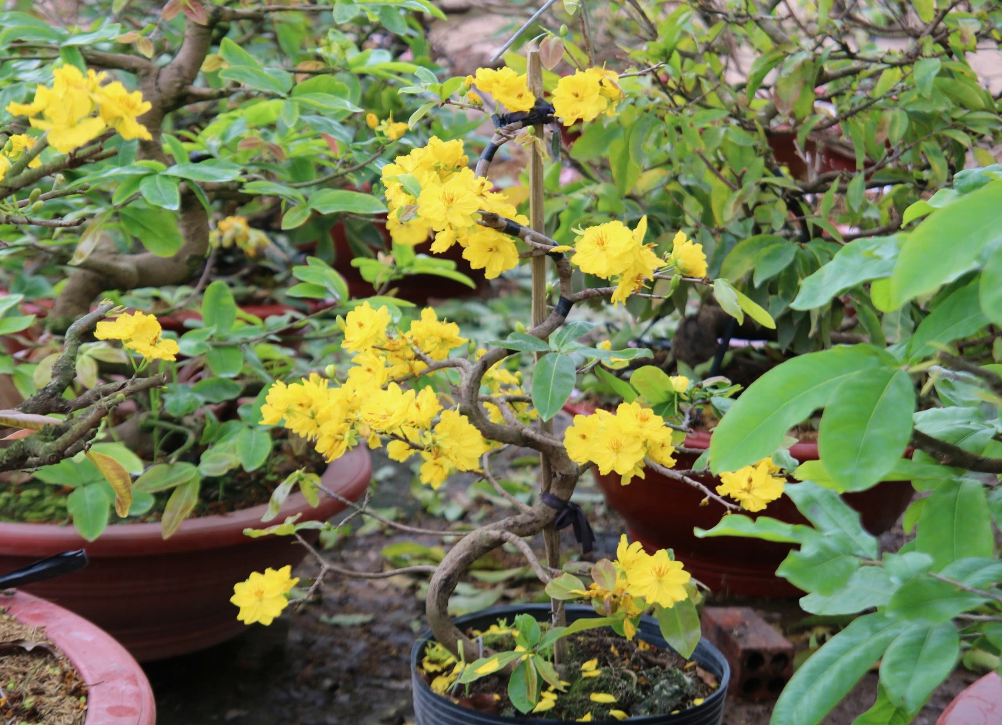 Bất ngờ với giống hoa Tết c&oacute; tới h&agrave;ng chục c&aacute;nh, được giới s&agrave;nh chơi đặc biệt săn đ&oacute;n- Ảnh 5.