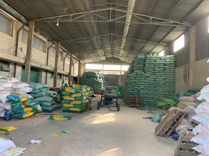 Khởi tố gi&aacute;m đốc l&agrave;m giả hơn 200 tấn l&uacute;a giống ST25, ST24- Ảnh 1.