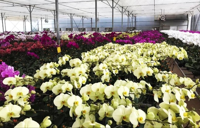 Tết kh&ocirc;ng chưng 5 hoa n&agrave;y cứ thấy thiếu thiếu: Đẹp g&igrave; m&agrave; đẹp hết phần lo&agrave;i kh&aacute;c, kh&ocirc;ng phải rượu m&agrave; lại thấy say- Ảnh 8.