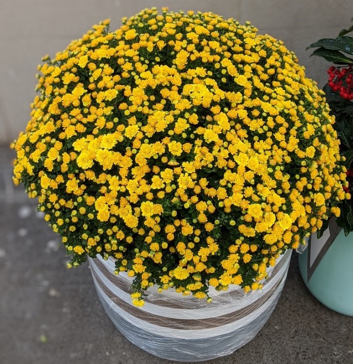 Tết kh&ocirc;ng chưng 5 hoa n&agrave;y cứ thấy thiếu thiếu: Đẹp g&igrave; m&agrave; đẹp hết phần lo&agrave;i kh&aacute;c, kh&ocirc;ng phải rượu m&agrave; lại thấy say- Ảnh 5.