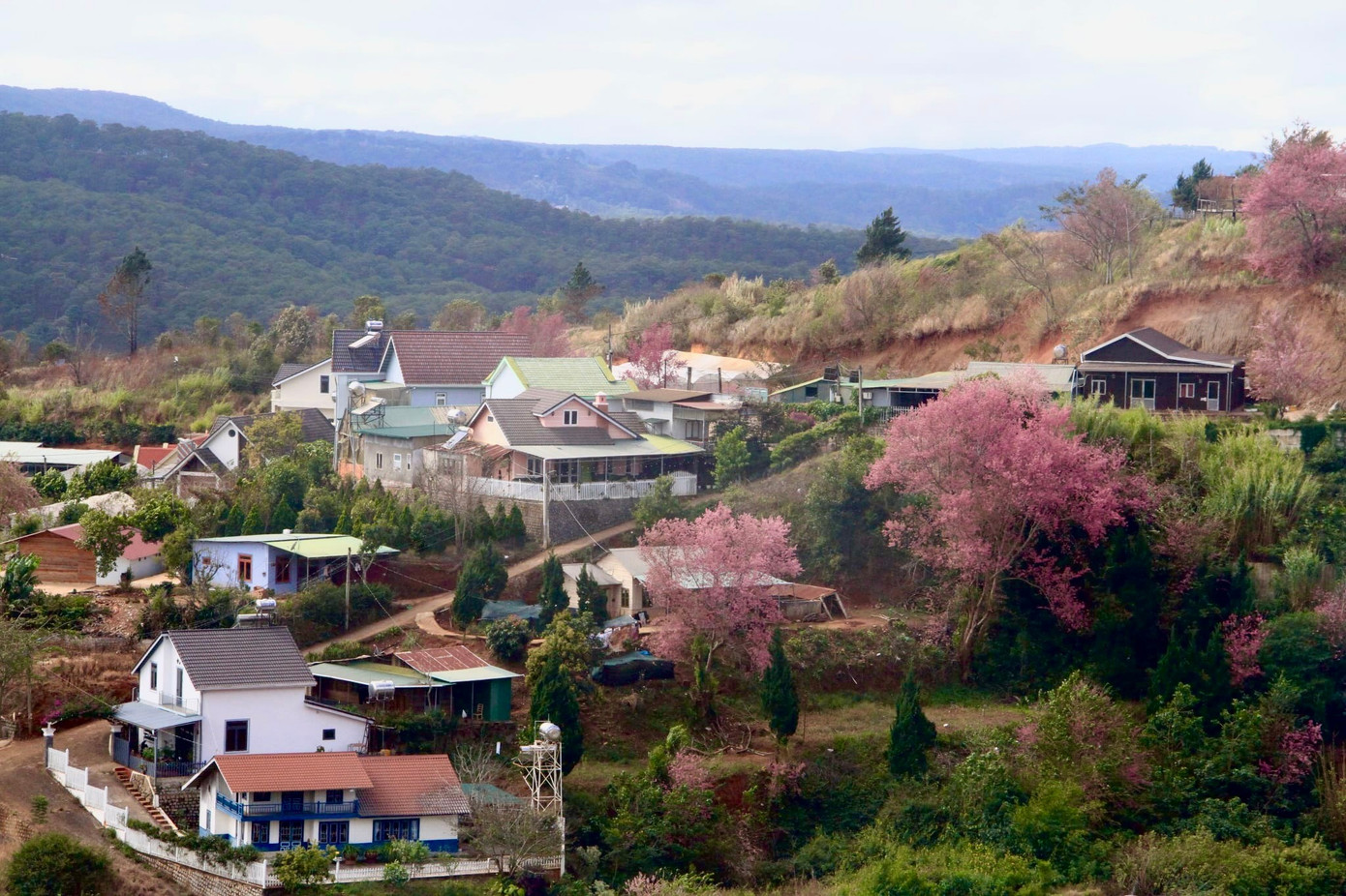 Mai anh đ&agrave;o bung nở rực rỡ khắp bu&ocirc;n l&agrave;ng- Ảnh 5.