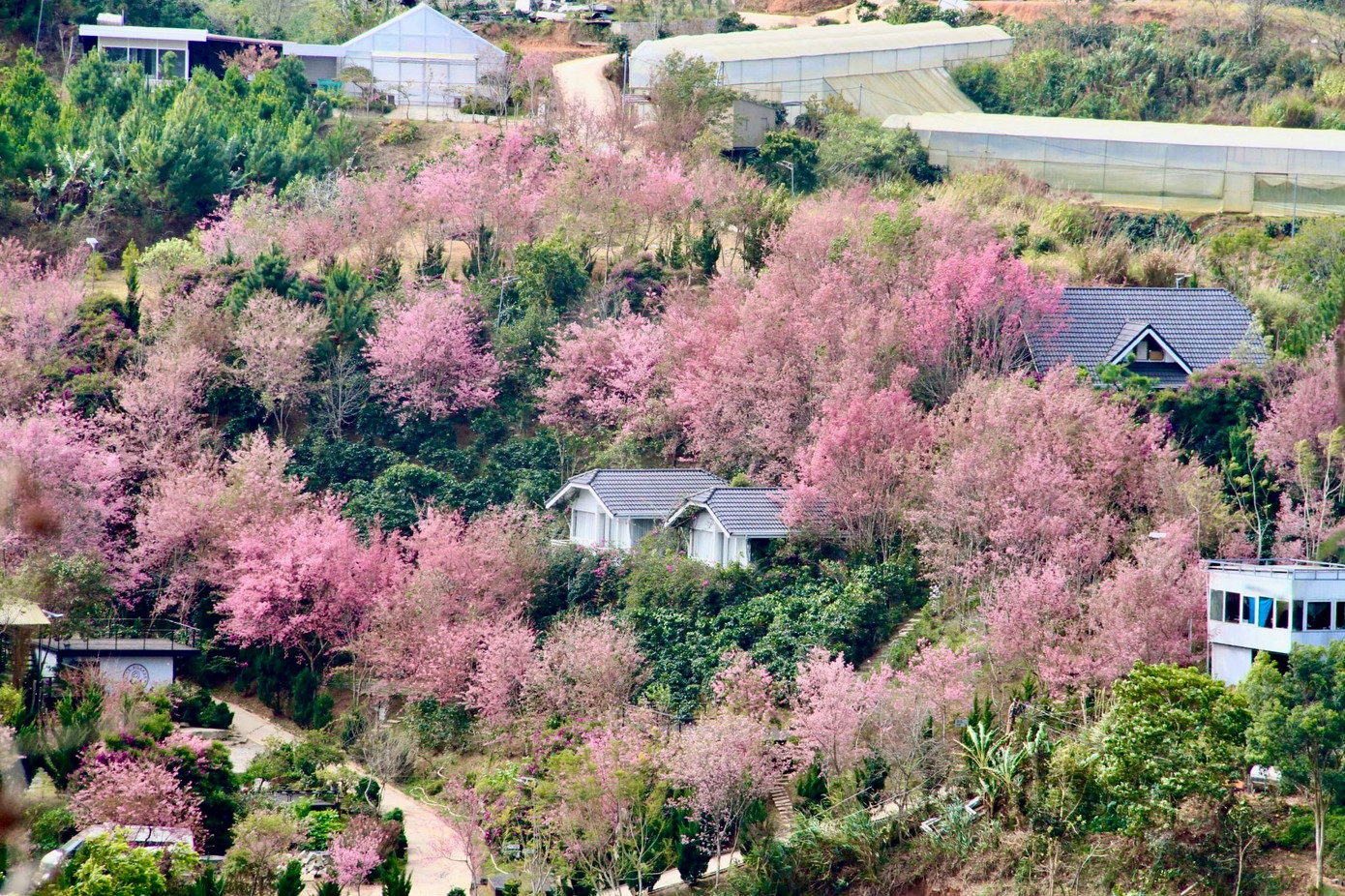 Mai anh đ&agrave;o bung nở rực rỡ khắp bu&ocirc;n l&agrave;ng- Ảnh 1.