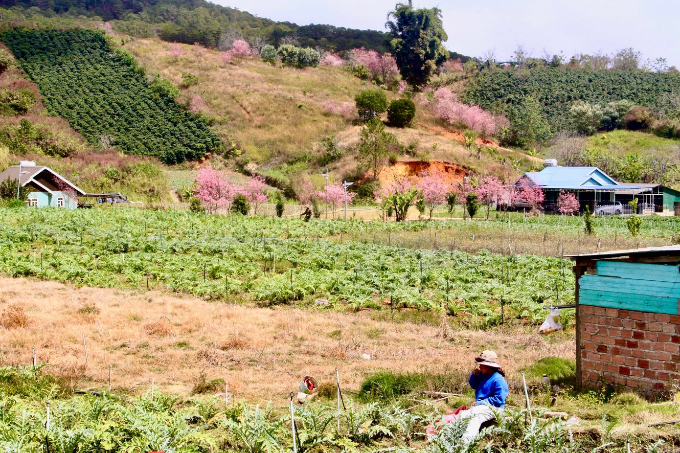 Mai anh đ&agrave;o bung nở rực rỡ khắp bu&ocirc;n l&agrave;ng- Ảnh 2.