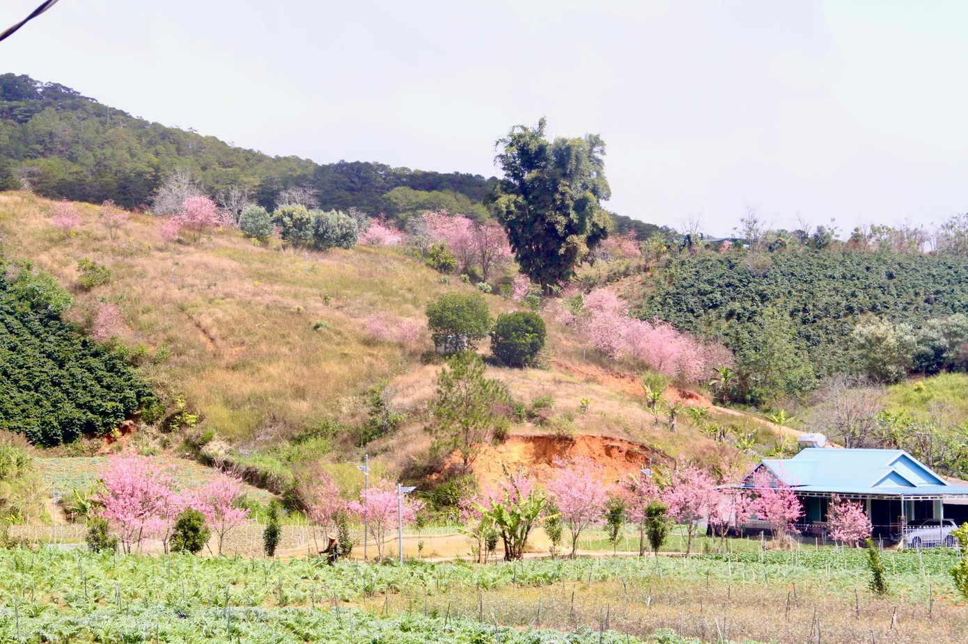 Mai anh đ&agrave;o bung nở rực rỡ khắp bu&ocirc;n l&agrave;ng- Ảnh 3.