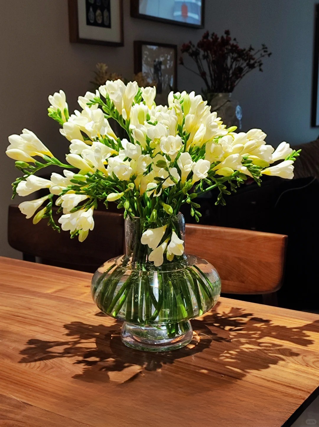 Chưng Tết đừng chỉ quanh quẩn đ&agrave;o với mai, thử rước ngay "n&agrave;ng thơ" lan Nam Phi về nh&agrave;: Vừa sang chảnh, thơm nức nở lại k&iacute;ch hoạt may mắn cho cả năm- Ảnh 15.