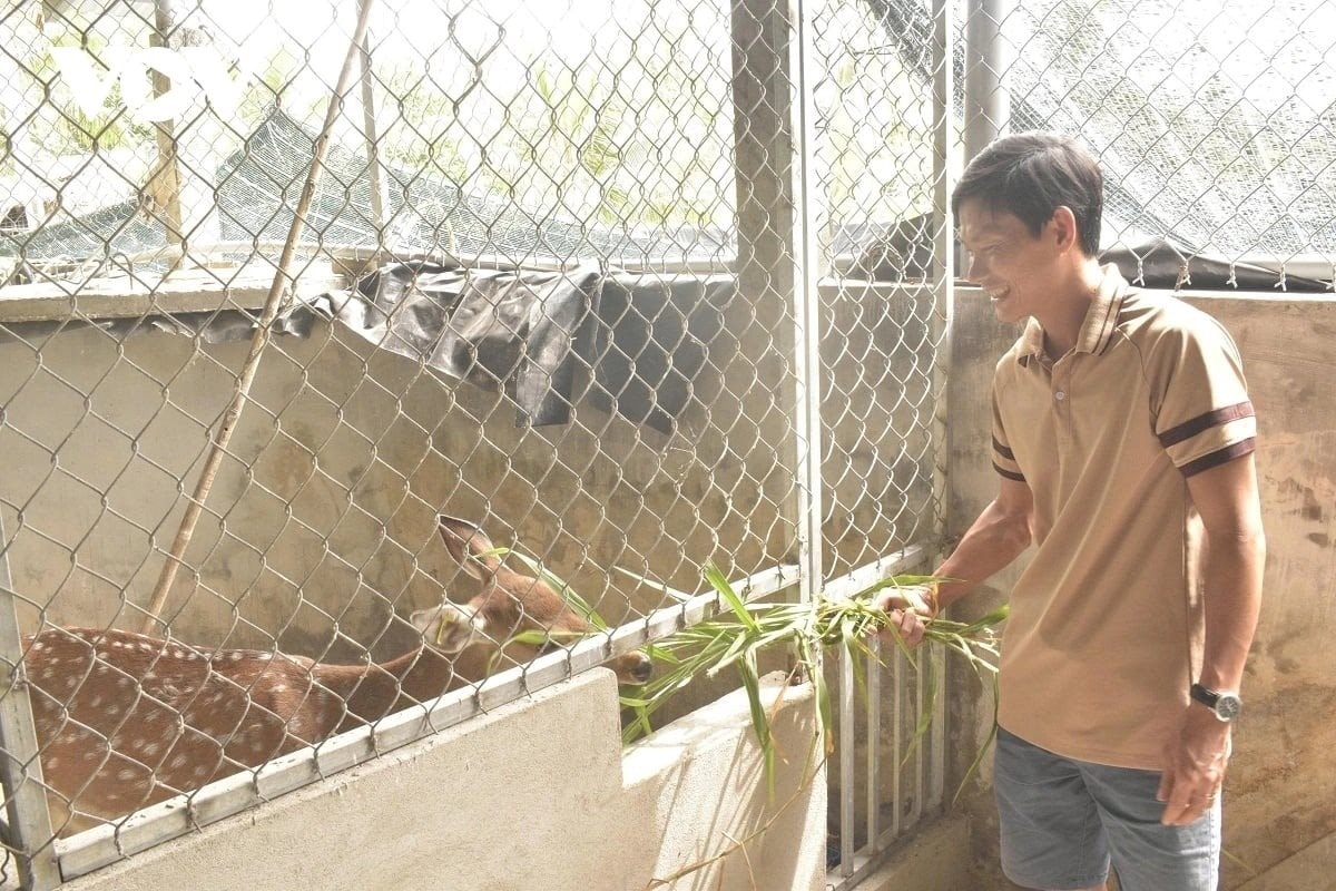 Nu&ocirc;i lo&agrave;i th&uacute; ăn l&aacute; m&iacute;t, cỏ dại m&agrave; tạo ra thứ "đại bổ", n&ocirc;ng d&acirc;n 9X thu về hơn 1 tỷ đồng/năm- Ảnh 1.