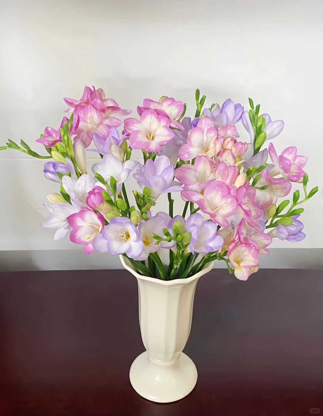 Chưng Tết đừng chỉ quanh quẩn đ&agrave;o với mai, thử rước ngay "n&agrave;ng thơ" lan Nam Phi về nh&agrave;: Vừa sang chảnh, thơm nức nở lại k&iacute;ch hoạt may mắn cho cả năm- Ảnh 13.