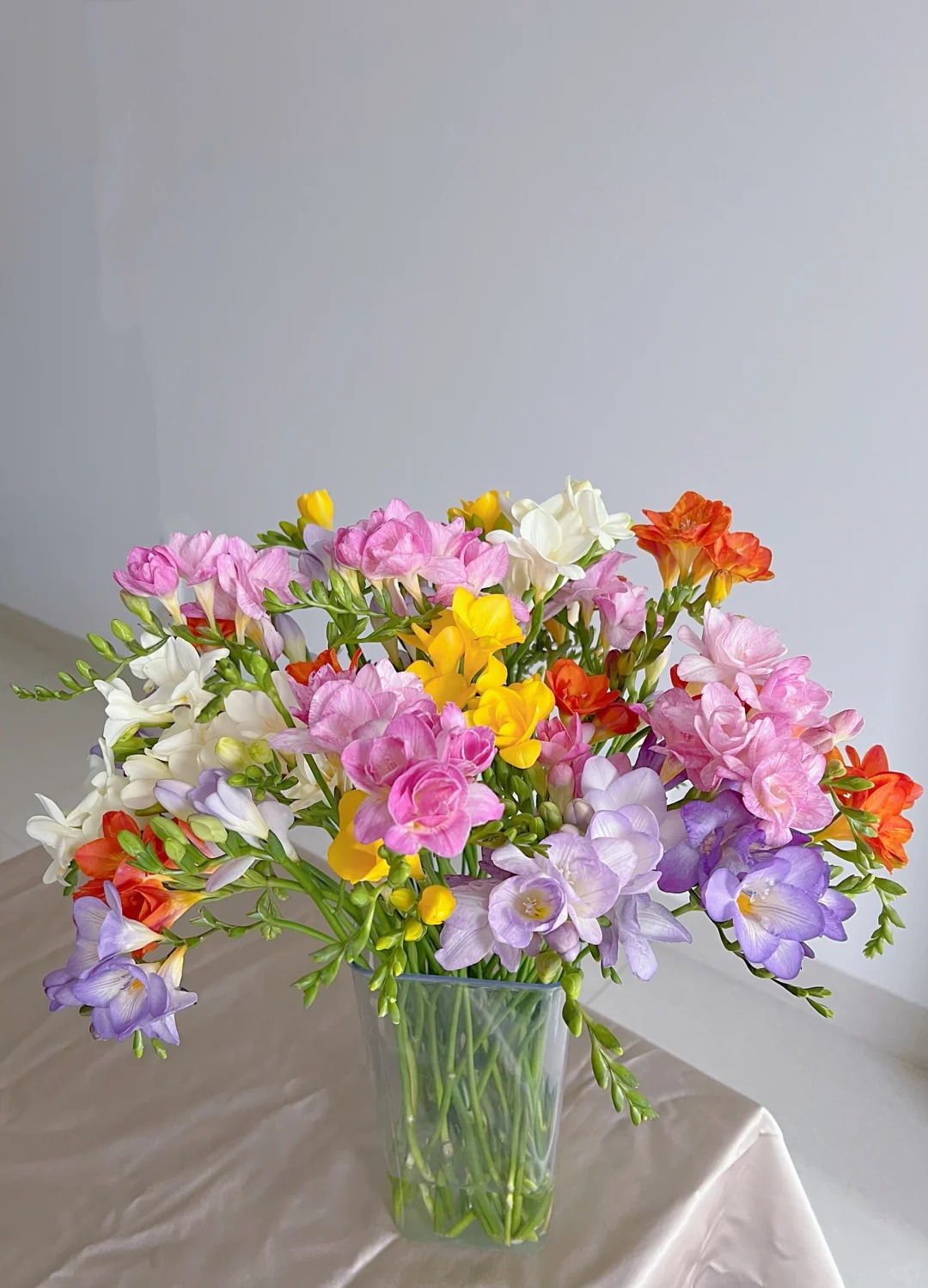 Chưng Tết đừng chỉ quanh quẩn đ&agrave;o với mai, thử rước ngay "n&agrave;ng thơ" lan Nam Phi về nh&agrave;: Vừa sang chảnh, thơm nức nở lại k&iacute;ch hoạt may mắn cho cả năm- Ảnh 6.