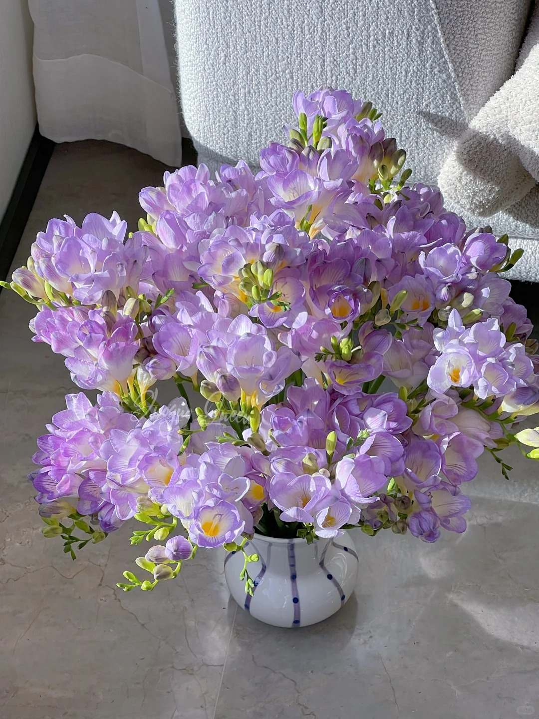 Chưng Tết đừng chỉ quanh quẩn đ&agrave;o với mai, thử rước ngay "n&agrave;ng thơ" lan Nam Phi về nh&agrave;: Vừa sang chảnh, thơm nức nở lại k&iacute;ch hoạt may mắn cho cả năm- Ảnh 16.