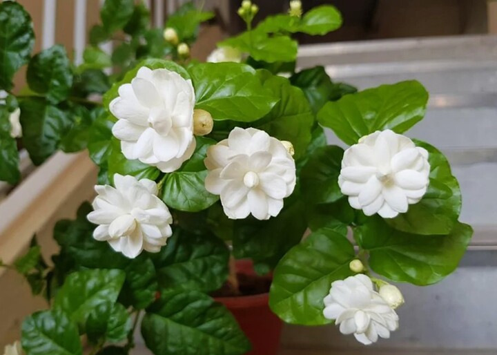 Những lo&agrave;i hoa c&aacute;t tường n&ecirc;n trưng trong năm B&iacute;nh Ngọ- Ảnh 2.