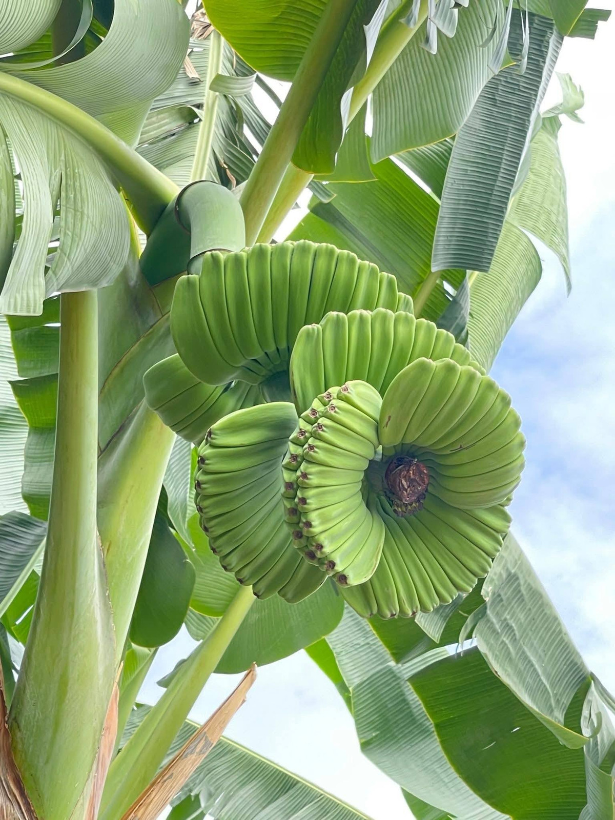 Chuối c&oacute; h&igrave;nh d&aacute;ng lạ, gi&aacute; cao vẫn nhiều người muốn "săn" về chưng Tết- Ảnh 1.