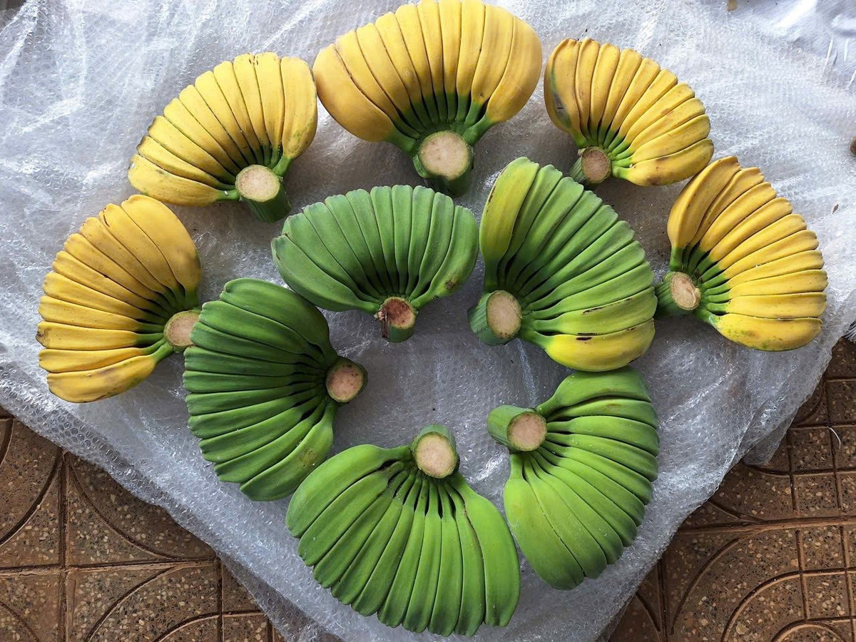 Chuối c&oacute; h&igrave;nh d&aacute;ng lạ, gi&aacute; cao vẫn nhiều người muốn "săn" về chưng Tết- Ảnh 5.