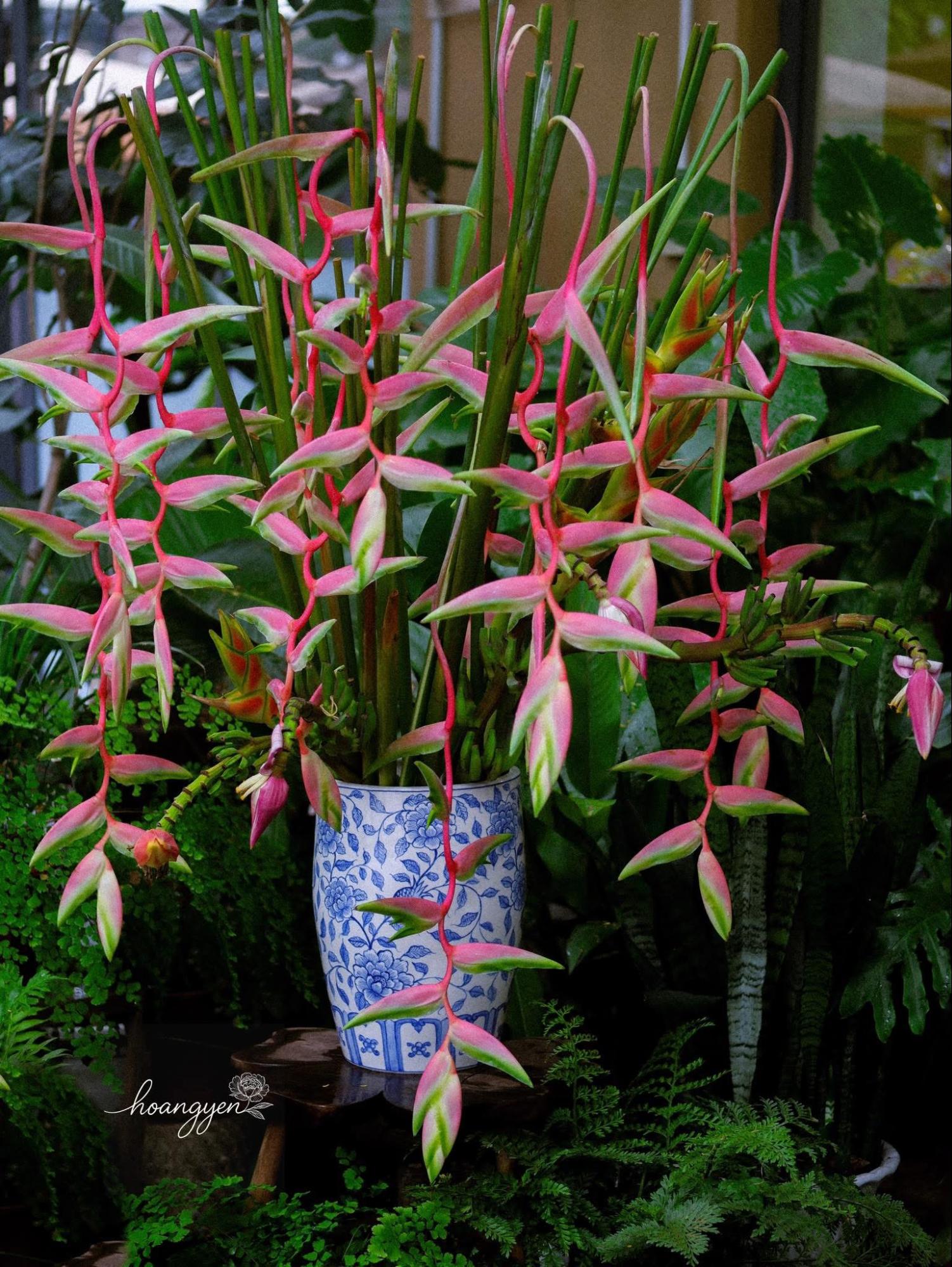 C&oacute; một loại hoa chơi được đến 2 th&aacute;ng, chụp ảnh với &aacute;o d&agrave;i th&igrave; xinh hết nấc- Ảnh 6.