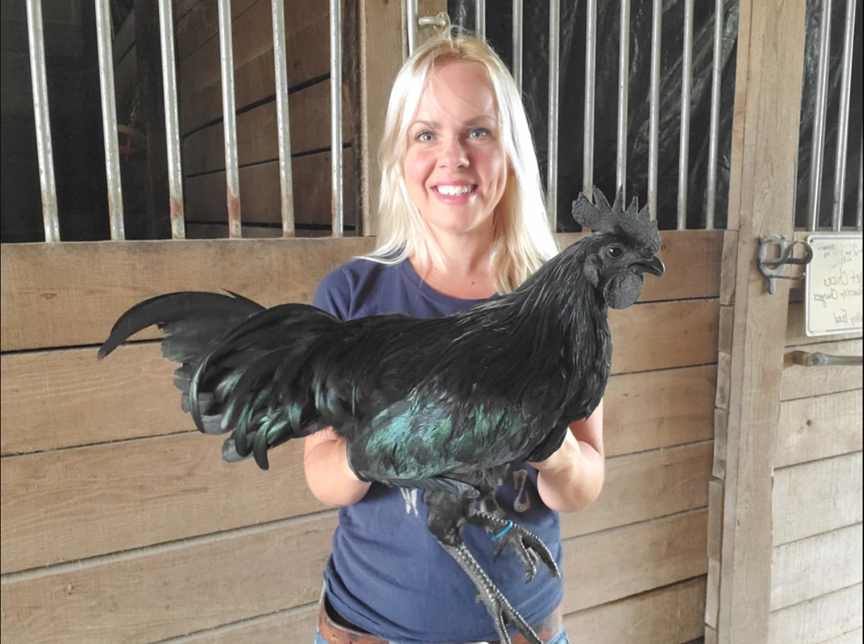 Nghề nu&ocirc;i con kỳ lạ ở Việt Nam: Lo&agrave;i vật đen s&igrave; to&agrave;n th&acirc;n, trứng gi&aacute; cả triệu đồng vẫn kh&ocirc;ng đủ b&aacute;n- Ảnh 4.