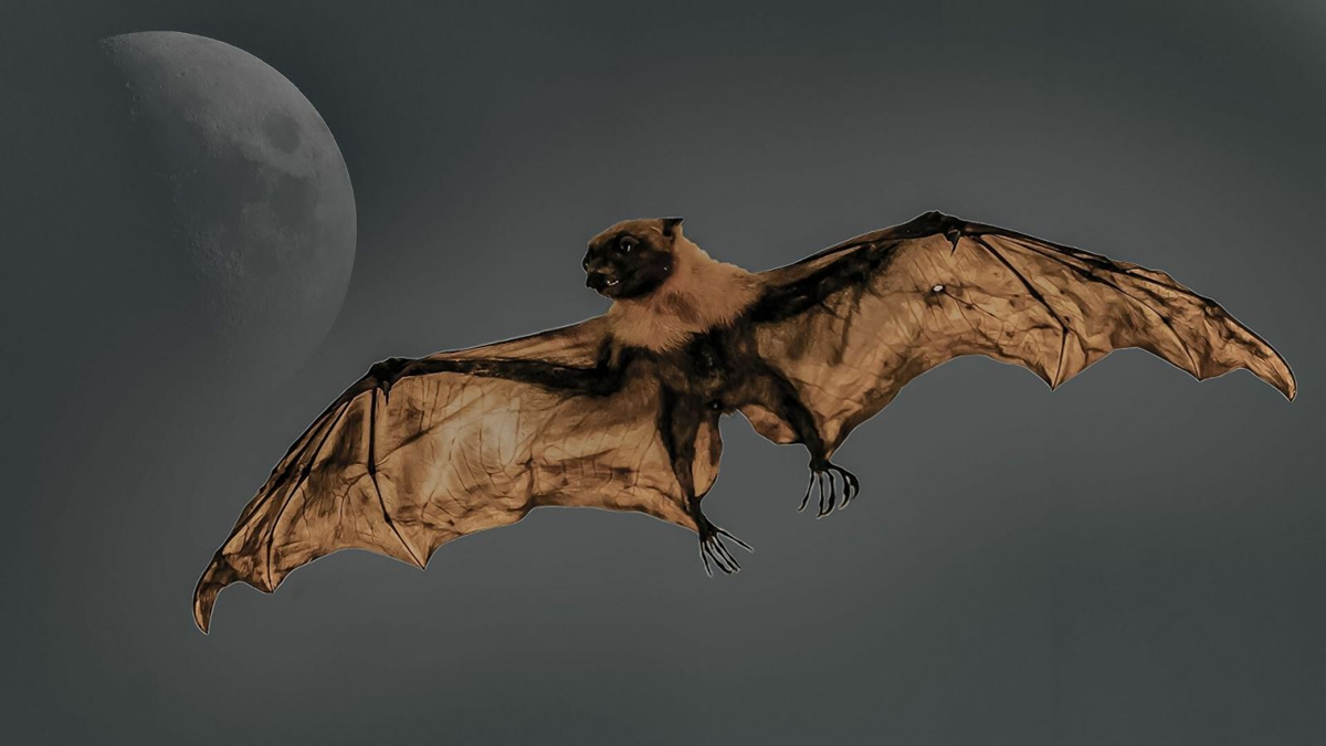 Lo&agrave;i vật qu&yacute; hiếm bậc nhất h&agrave;nh tinh, tưởng tuyệt t&iacute;ch 40 năm bất ngờ "t&aacute;i xuất"- Ảnh 2.