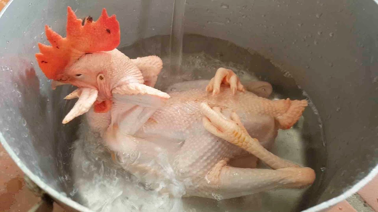 3 đời nh&agrave; t&ocirc;i c&oacute; mẹo luộc g&agrave; c&uacute;ng: Da v&agrave;ng ruộm, kh&ocirc;ng nứt r&aacute;ch, đ&uacute;ng lễ nghi chuẩn phong thủy- Ảnh 3.