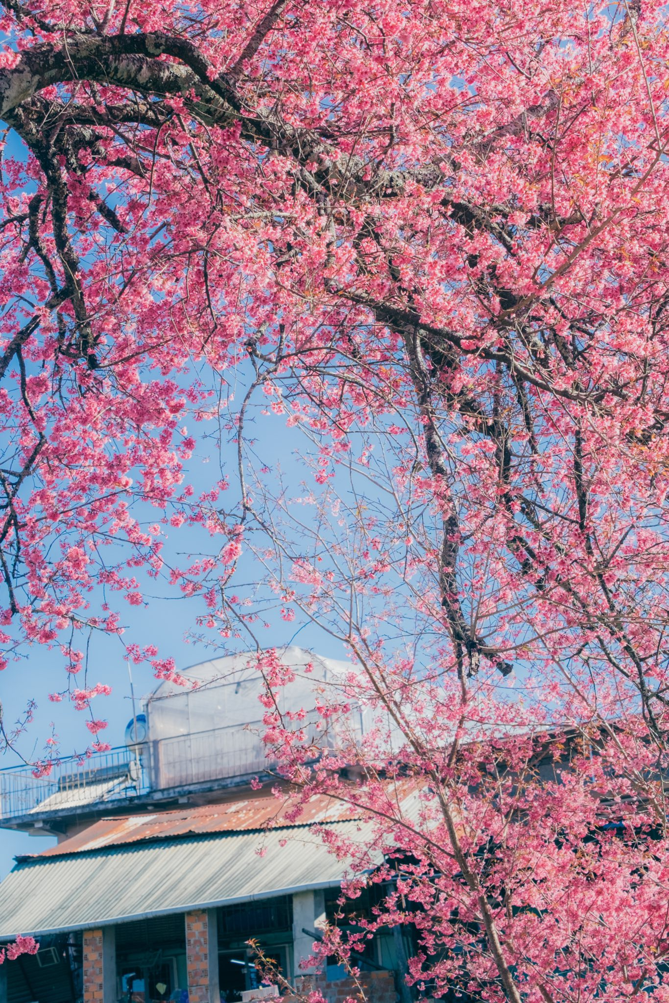 Cảnh tượng chưa từng thấy tại Đ&agrave; Lạt- Ảnh 5.