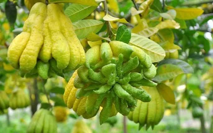 Gi&aacute; phật thủ Tết c&oacute; thể l&ecirc;n tới 3 triệu đồng/quả- Ảnh 1.