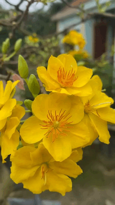 Tết kh&ocirc;ng chưng 5 hoa n&agrave;y cứ thấy thiếu thiếu: Đẹp g&igrave; m&agrave; đẹp hết phần lo&agrave;i kh&aacute;c, kh&ocirc;ng phải rượu m&agrave; lại thấy say- Ảnh 4.