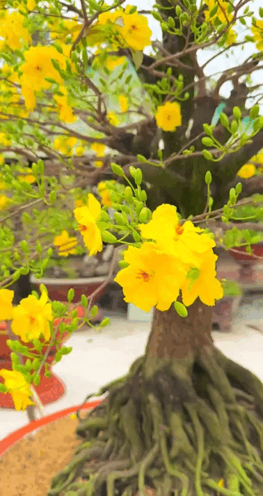 Tết kh&ocirc;ng chưng 5 hoa n&agrave;y cứ thấy thiếu thiếu: Đẹp g&igrave; m&agrave; đẹp hết phần lo&agrave;i kh&aacute;c, kh&ocirc;ng phải rượu m&agrave; lại thấy say- Ảnh 3.