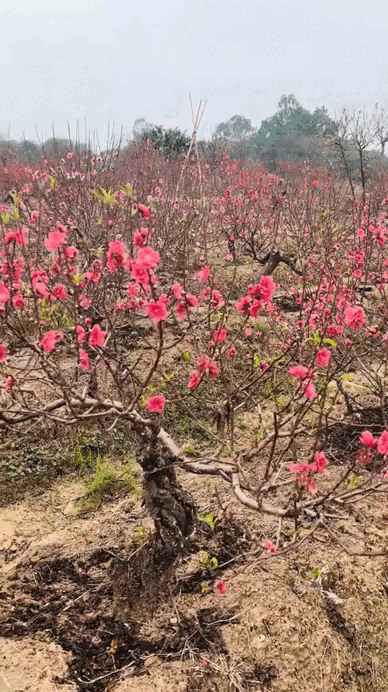 Tết kh&ocirc;ng chưng 5 hoa n&agrave;y cứ thấy thiếu thiếu: Đẹp g&igrave; m&agrave; đẹp hết phần lo&agrave;i kh&aacute;c, kh&ocirc;ng phải rượu m&agrave; lại thấy say- Ảnh 2.