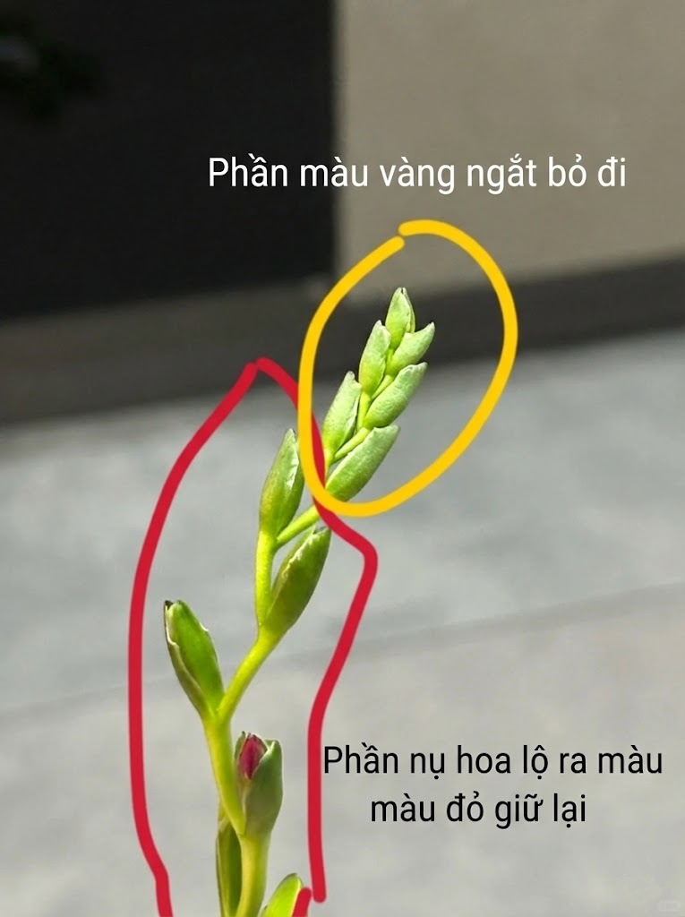 Chưng Tết đừng chỉ quanh quẩn đ&agrave;o với mai, thử rước ngay "n&agrave;ng thơ" lan Nam Phi về nh&agrave;: Vừa sang chảnh, thơm nức nở lại k&iacute;ch hoạt may mắn cho cả năm- Ảnh 22.