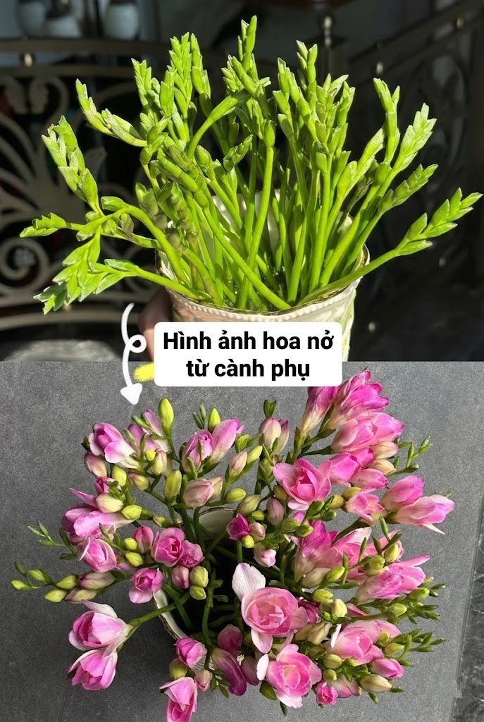 Chưng Tết đừng chỉ quanh quẩn đ&agrave;o với mai, thử rước ngay "n&agrave;ng thơ" lan Nam Phi về nh&agrave;: Vừa sang chảnh, thơm nức nở lại k&iacute;ch hoạt may mắn cho cả năm- Ảnh 23.