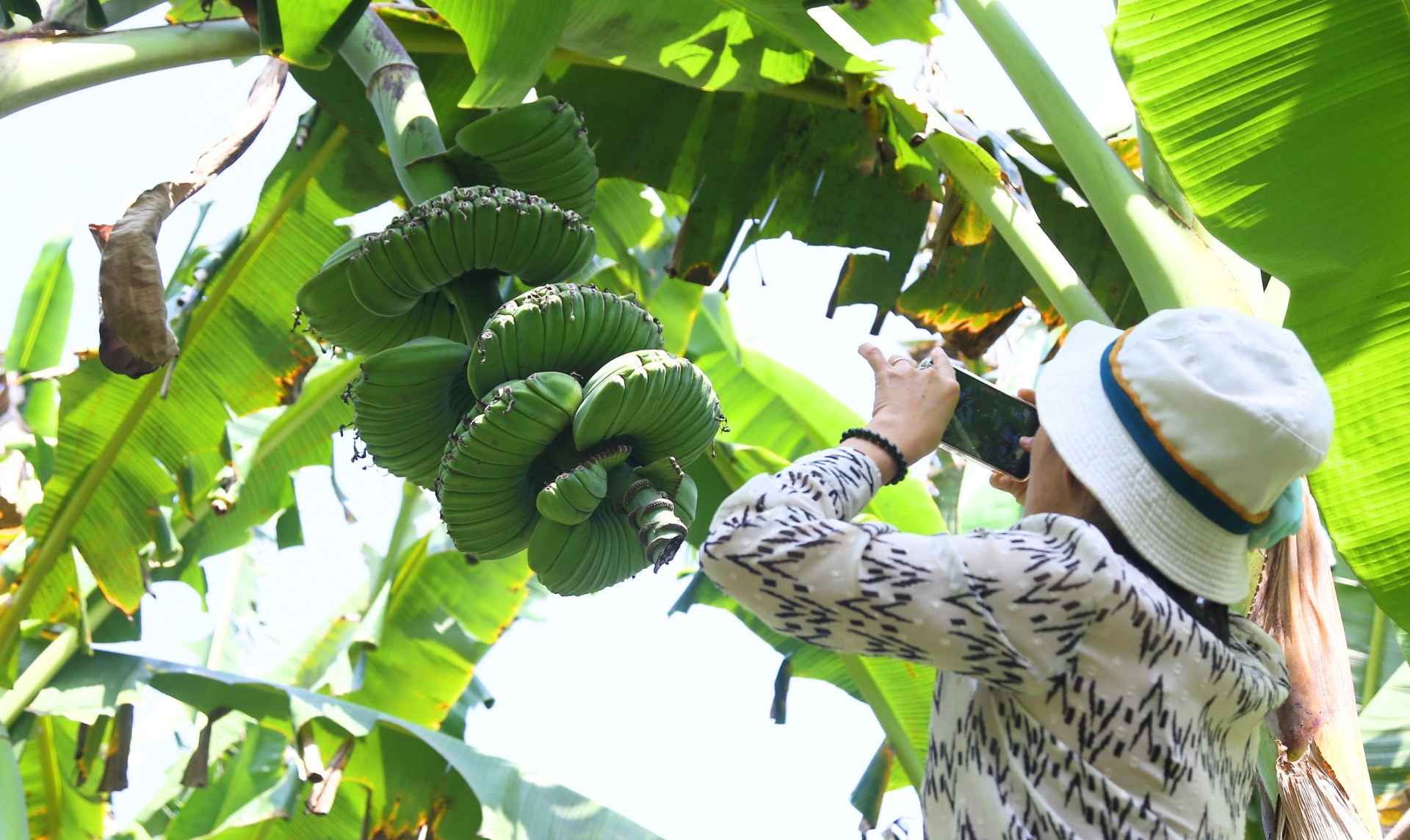 Chuối c&oacute; h&igrave;nh d&aacute;ng lạ, gi&aacute; cao vẫn nhiều người muốn "săn" về chưng Tết- Ảnh 4.