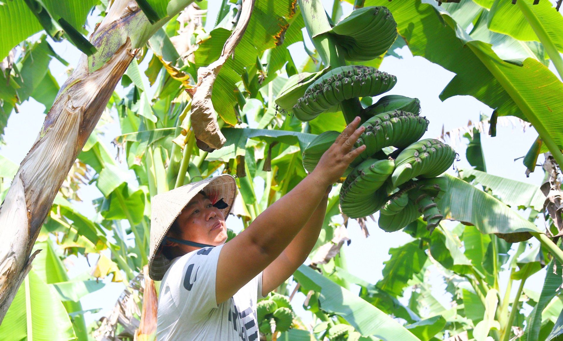 Chuối c&oacute; h&igrave;nh d&aacute;ng lạ, gi&aacute; cao vẫn nhiều người muốn "săn" về chưng Tết- Ảnh 2.