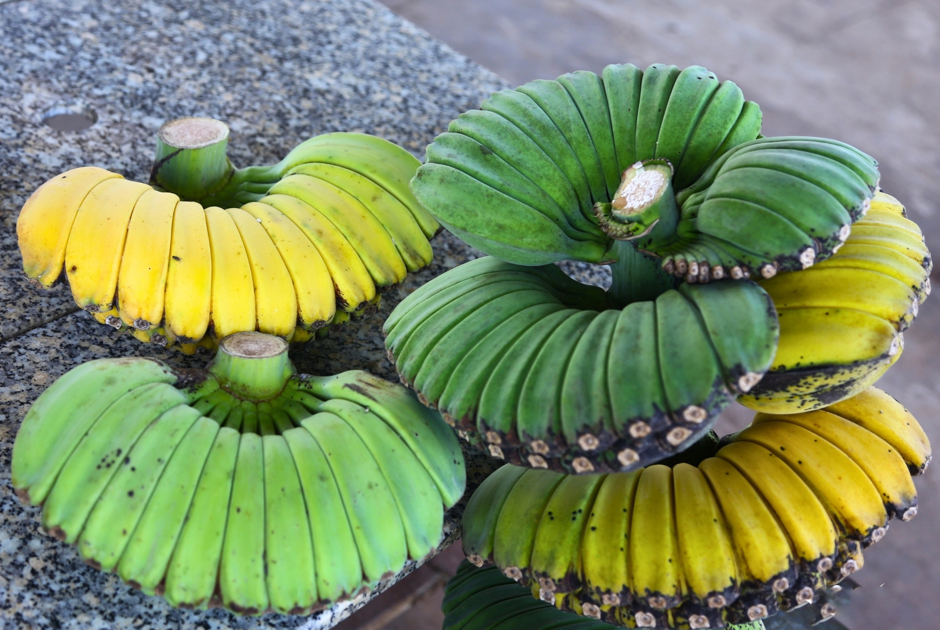 Chuối c&oacute; h&igrave;nh d&aacute;ng lạ, gi&aacute; cao vẫn nhiều người muốn "săn" về chưng Tết- Ảnh 7.