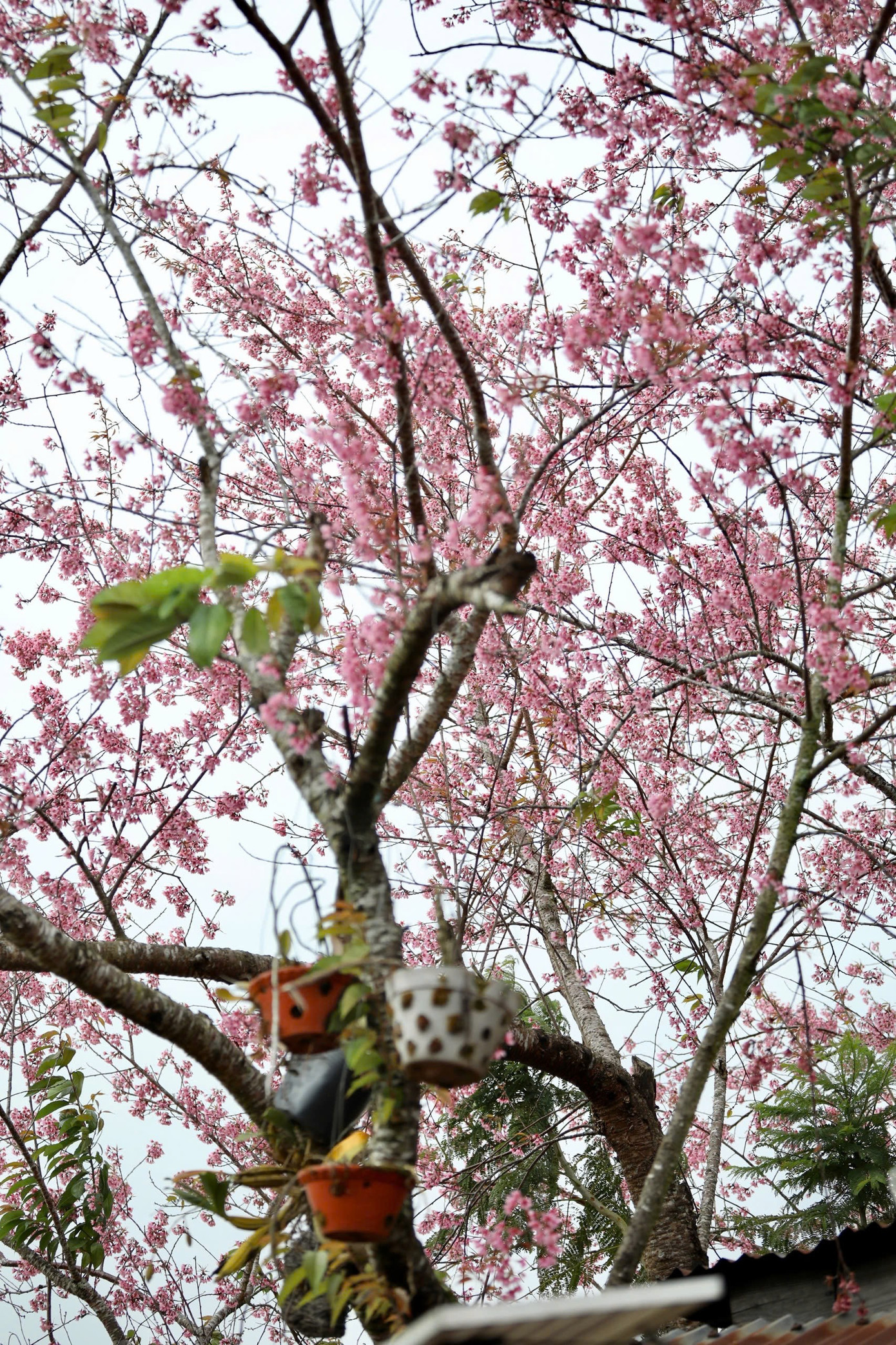 Mai anh đ&agrave;o bung nở rực rỡ khắp bu&ocirc;n l&agrave;ng- Ảnh 15.