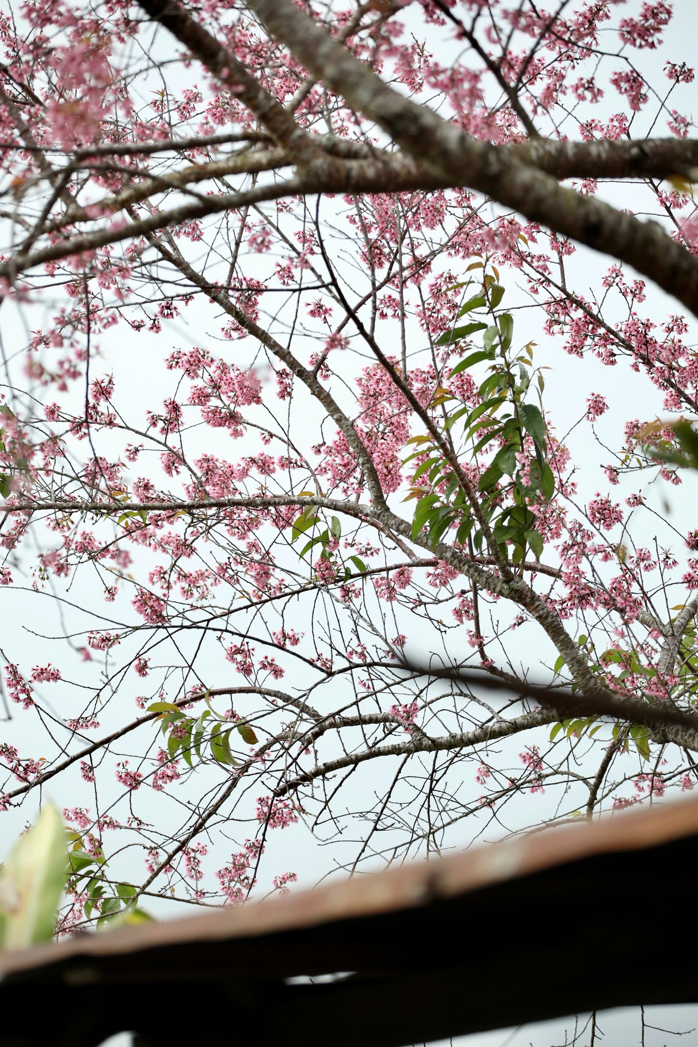 Mai anh đ&agrave;o bung nở rực rỡ khắp bu&ocirc;n l&agrave;ng- Ảnh 16.