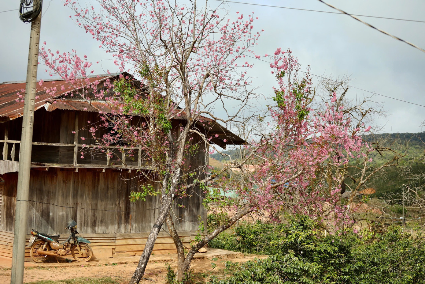 Mai anh đ&agrave;o bung nở rực rỡ khắp bu&ocirc;n l&agrave;ng- Ảnh 6.