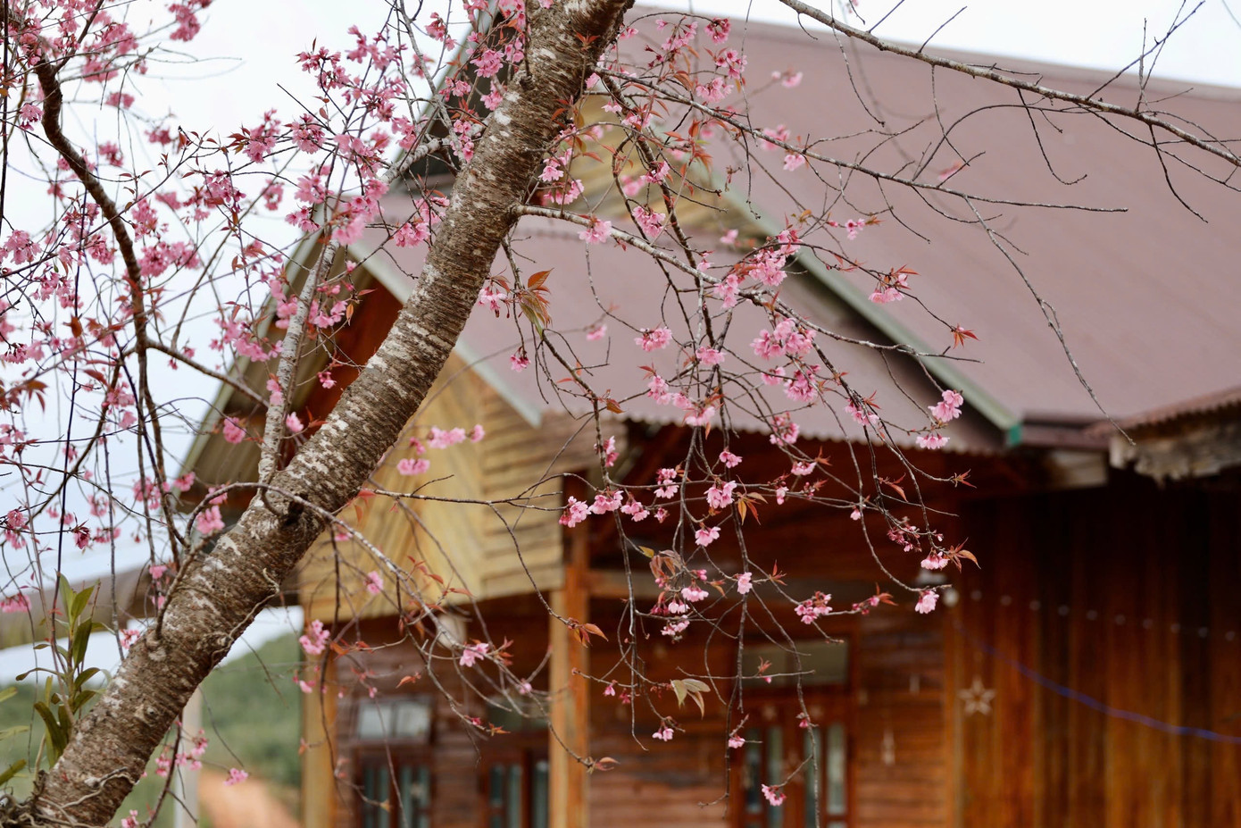 Mai anh đ&agrave;o bung nở rực rỡ khắp bu&ocirc;n l&agrave;ng- Ảnh 7.