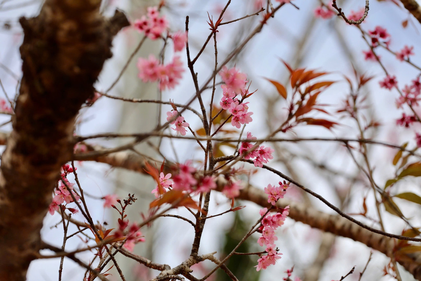 Mai anh đ&agrave;o bung nở rực rỡ khắp bu&ocirc;n l&agrave;ng- Ảnh 9.