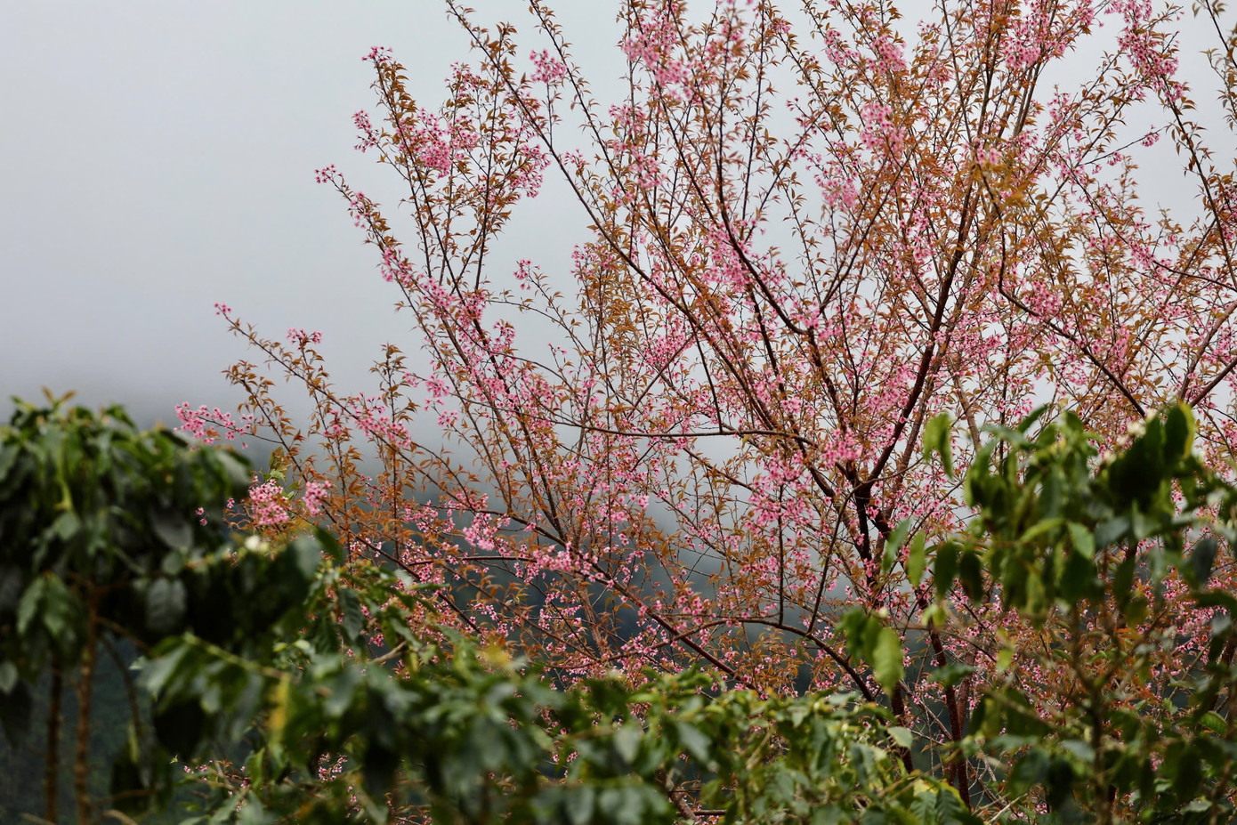 Mai anh đ&agrave;o bung nở rực rỡ khắp bu&ocirc;n l&agrave;ng- Ảnh 10.