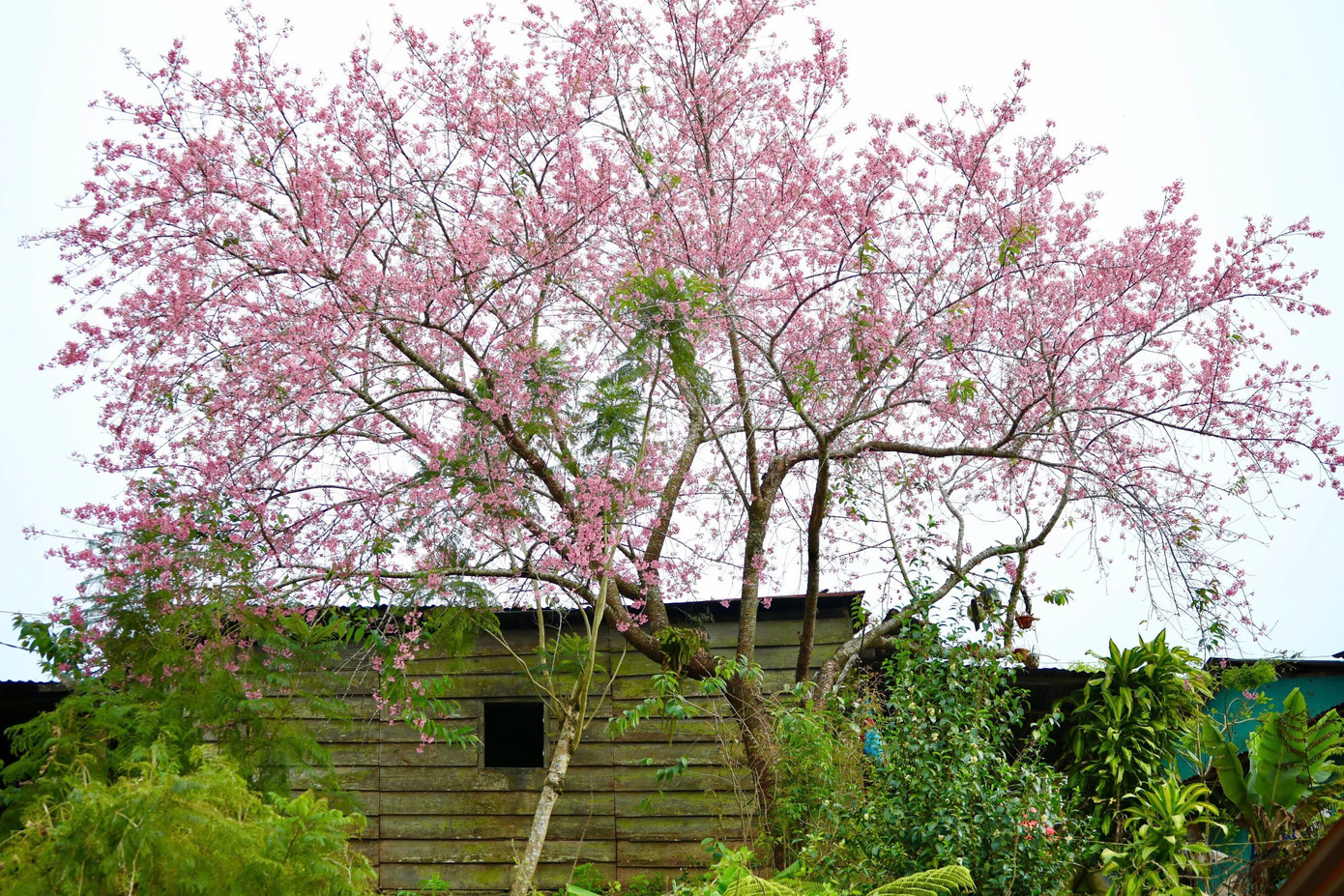 Mai anh đ&agrave;o bung nở rực rỡ khắp bu&ocirc;n l&agrave;ng- Ảnh 11.