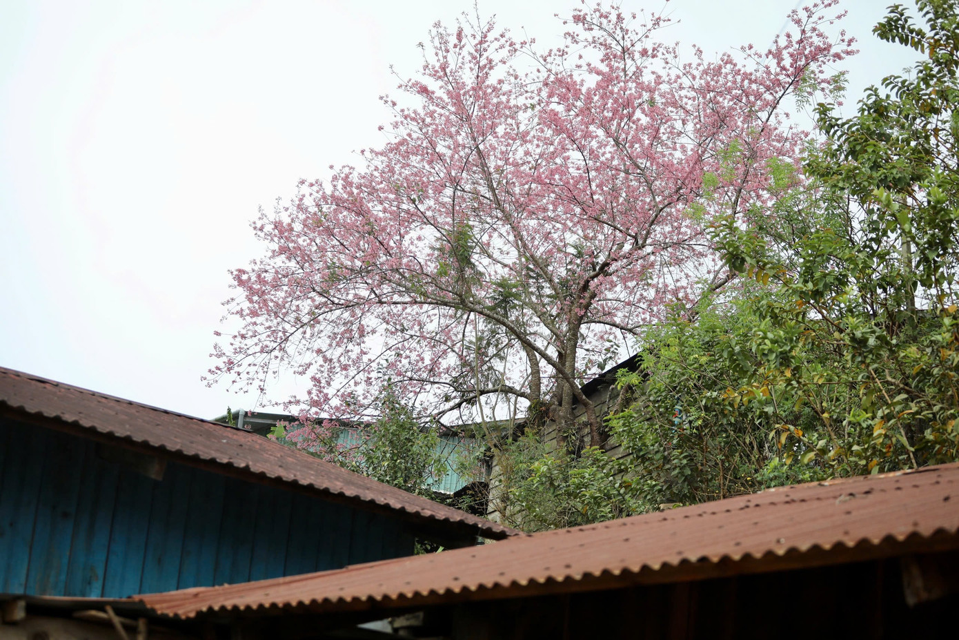 Mai anh đ&agrave;o bung nở rực rỡ khắp bu&ocirc;n l&agrave;ng- Ảnh 12.