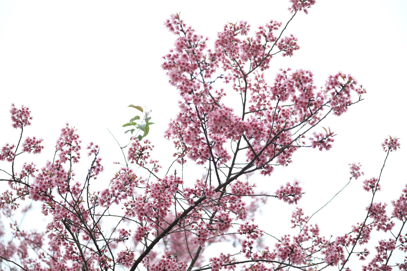 Mai anh đ&agrave;o bung nở rực rỡ khắp bu&ocirc;n l&agrave;ng- Ảnh 14.