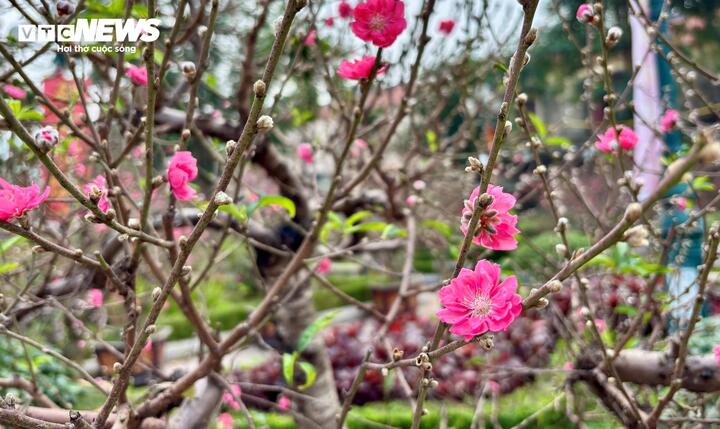 "Cụ" đ&agrave;o trăm năm tuổi, gi&aacute; thu&ecirc; 120 triệu đồng giữa phố H&agrave; Nội- Ảnh 10.