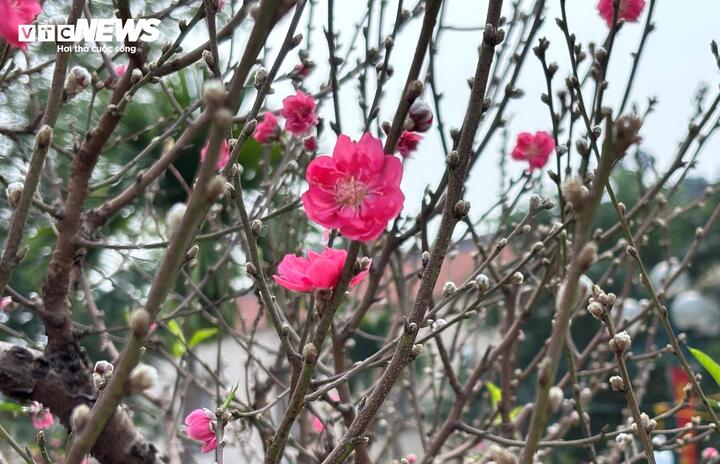 "Cụ" đ&agrave;o trăm năm tuổi, gi&aacute; thu&ecirc; 120 triệu đồng giữa phố H&agrave; Nội- Ảnh 12.