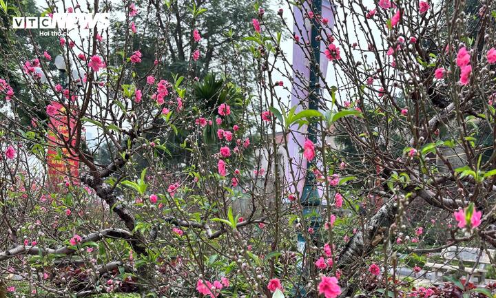 "Cụ" đ&agrave;o trăm năm tuổi, gi&aacute; thu&ecirc; 120 triệu đồng giữa phố H&agrave; Nội- Ảnh 11.