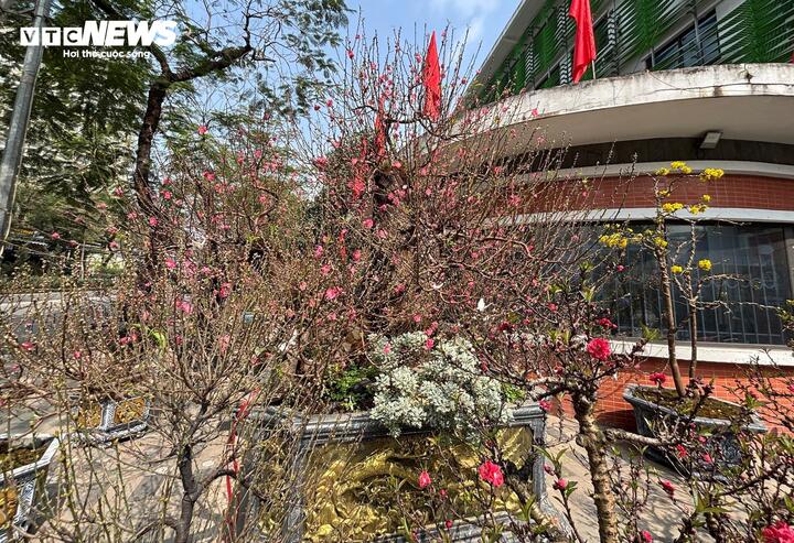 "Cụ" đ&agrave;o trăm năm tuổi, gi&aacute; thu&ecirc; 120 triệu đồng giữa phố H&agrave; Nội- Ảnh 1.