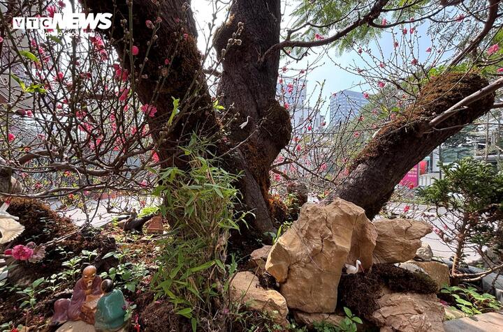 "Cụ" đ&agrave;o trăm năm tuổi, gi&aacute; thu&ecirc; 120 triệu đồng giữa phố H&agrave; Nội- Ảnh 2.