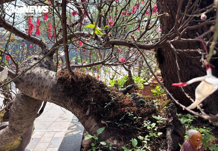 "Cụ" đ&agrave;o trăm năm tuổi, gi&aacute; thu&ecirc; 120 triệu đồng giữa phố H&agrave; Nội- Ảnh 3.