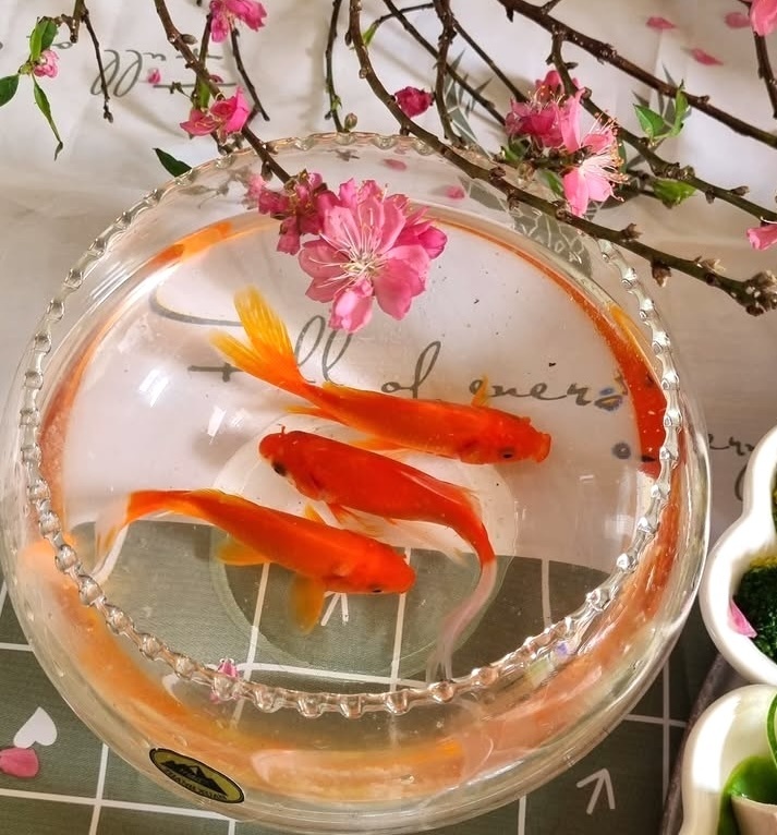 C&uacute;ng &ocirc;ng C&ocirc;ng &ocirc;ng T&aacute;o bắt buộc phải c&oacute; c&aacute; ch&eacute;p?- Ảnh 2.