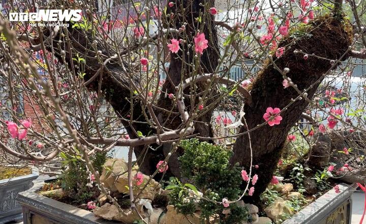 "Cụ" đ&agrave;o trăm năm tuổi, gi&aacute; thu&ecirc; 120 triệu đồng giữa phố H&agrave; Nội- Ảnh 4.