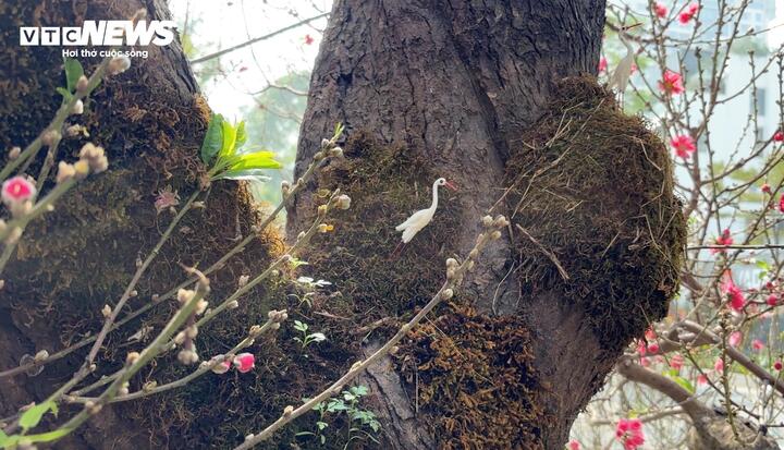 "Cụ" đ&agrave;o trăm năm tuổi, gi&aacute; thu&ecirc; 120 triệu đồng giữa phố H&agrave; Nội- Ảnh 5.