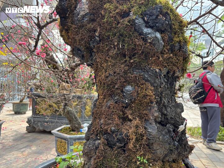 "Cụ" đ&agrave;o trăm năm tuổi, gi&aacute; thu&ecirc; 120 triệu đồng giữa phố H&agrave; Nội- Ảnh 6.