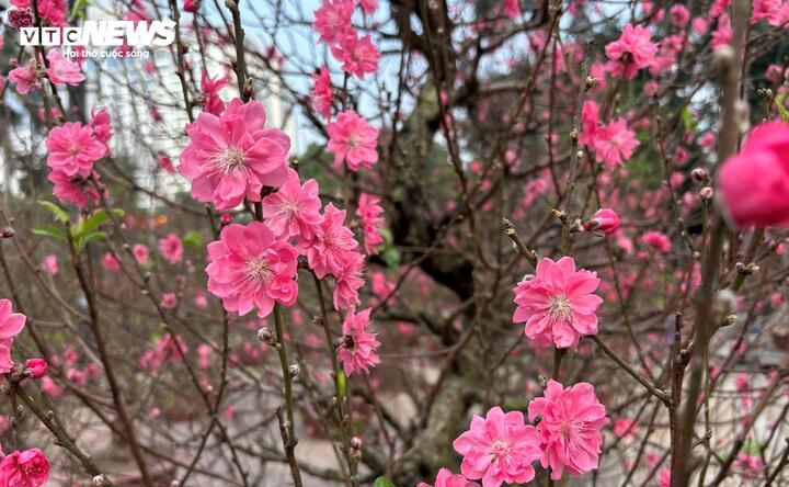 "Cụ" đ&agrave;o trăm năm tuổi, gi&aacute; thu&ecirc; 120 triệu đồng giữa phố H&agrave; Nội- Ảnh 7.